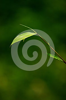 bamboo leaves