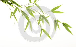 Bamboo leaves