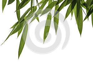 Bamboo leaves