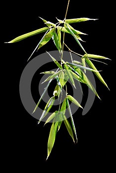 Bamboo Leaves