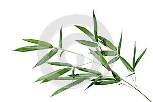 Bamboo leaves