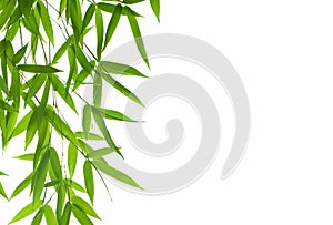 Bamboo- leaves