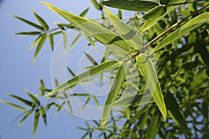 Bamboo leaves