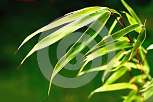 Bamboo leaves