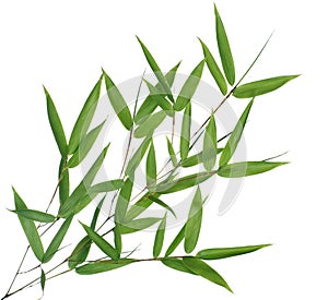 Bamboo- leaves