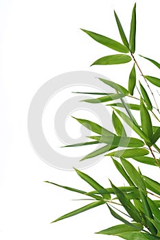 Bamboo leaves