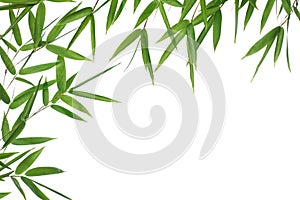 Bamboo- leaves