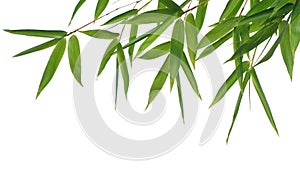 Bamboo- leaves