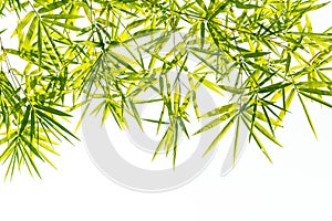 Bamboo leaves