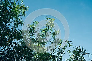 Bamboo leaves Against blue sky Background