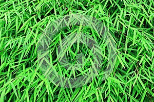 Bamboo leaves background