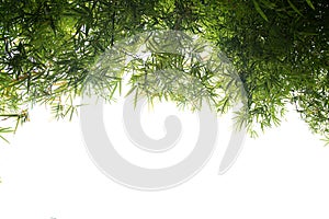 Bamboo leaves background