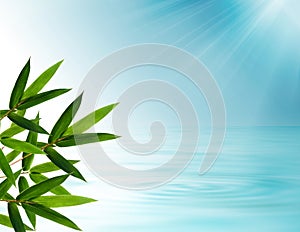 Bamboo leaves background