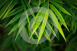 Bamboo leaves background