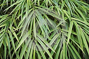 Bamboo leaves background, Bambusa gracilis, on tropical garden
