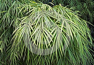 Bamboo leaves background, Bambusa gracilis, on tropical garden