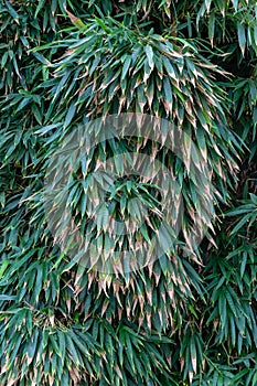 Bamboo leaves fron bamboo trees in Huntington botanical garden Pasadena California photo