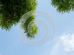 Bamboo leaves and blue sky
