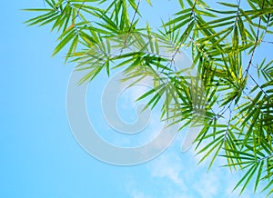 Bamboo leaves blue sky