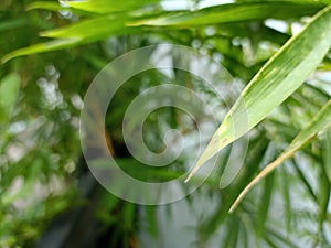 Bamboo leaves and blurring green foliage at background.