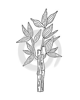 Bamboo leaves branch simple linear style vector outline illustration, traditional japanese plant, oriental decorative ornament