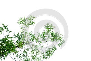 Bamboo leaves with branches on white isolated background for green foliage backdrop