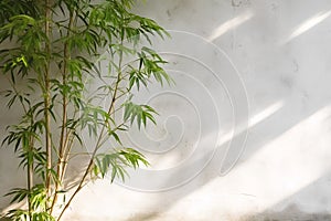 Bamboo leaves with branches on white isolated background for green foliage backdrop