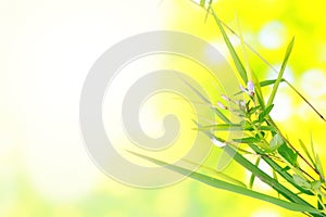 Bamboo leaves and flowers on green bokeh background with copy space
