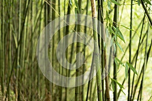 Bamboo leaves in the forest