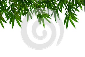 Bamboo leaves frame isolated on white background in forest. Light fresh jungle with growing, green bamboo leaves, zen bamboo.