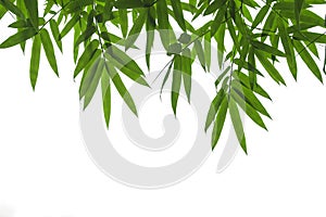 Bamboo leaves frame isolated on white background in forest. Light fresh jungle with growing, green bamboo leaves, zen bamboo.