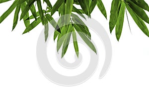Bamboo leaves frame isolated on white background in forest. Light fresh jungle with growing, green bamboo leaves, zen bamboo.