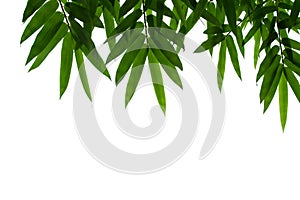 Bamboo leaves frame isolated on white background in forest. Light fresh jungle with growing, green bamboo leaves, zen bamboo.