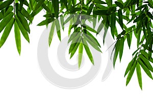 Bamboo leaves frame isolated on white background in forest. Light fresh jungle with growing, green bamboo leaves, zen bamboo.