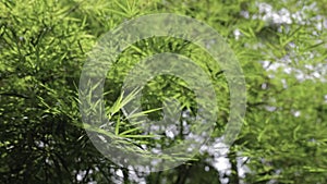 Bamboo leaves in the garden. organic fence