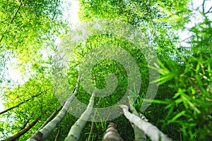 Bamboo leaves green background in the morning