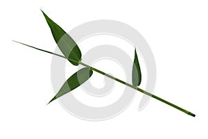 Bamboo leaves green isolated on white the background