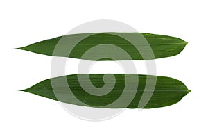 Bamboo leaves green isolated on white the background