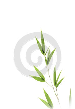 Bamboo leaves isolated