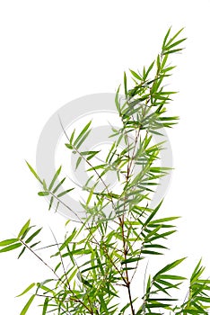 Bamboo leaves isolated on white