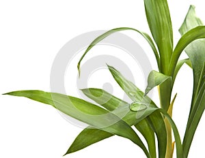 Bamboo leaves isolated on white