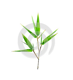 Bamboo leaves isolated on white