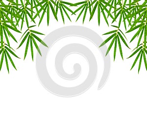 bamboo leaves isolated on white background