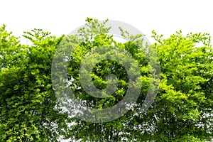 Bamboo leaves isolated on white background,