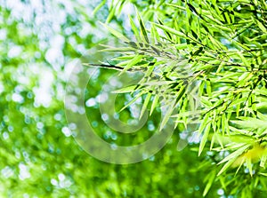 Bamboo leaves with leavies background