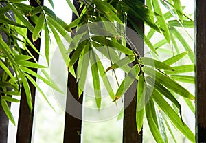 Bamboo leaves near window