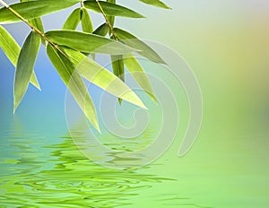 Bamboo leaves over abstract background