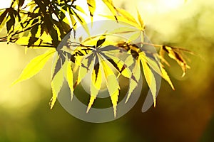 Bamboo leaves