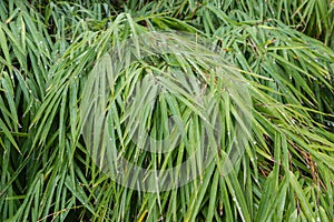 Bamboo leaves with rain drops