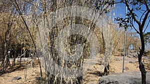 Bamboo leaves shedding changing color in autumn fall season on Khao Phraya Doen Thong mountain in Lop Buri, Thailand